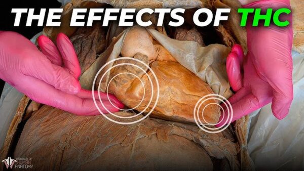 How Drug Misuse Affects Your Brain, Body, and How You Can Find Help